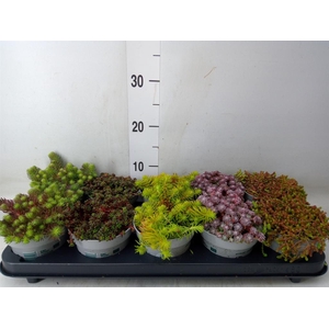 Sedum   ...