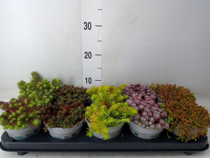 <h4>Sedum   ...</h4>