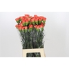 Dianthus St Arno