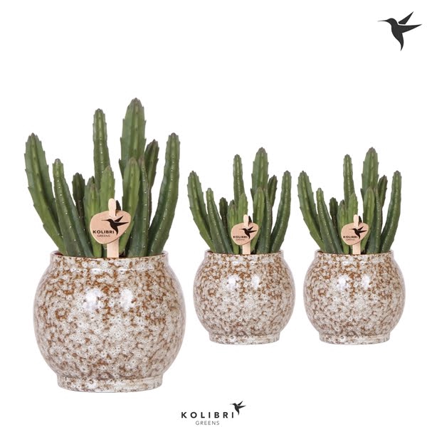 <h4>Kolibri Greens Stapelia Leendertziae in Safari pot</h4>