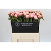 Paeonia Angel Cheeks