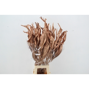 DF Strelitzia Leaf Copper