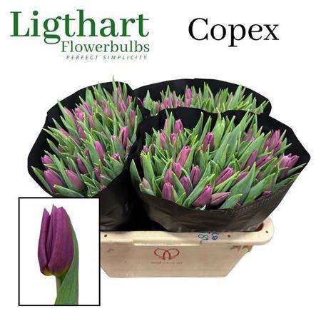 <h4>Tu En Copex</h4>