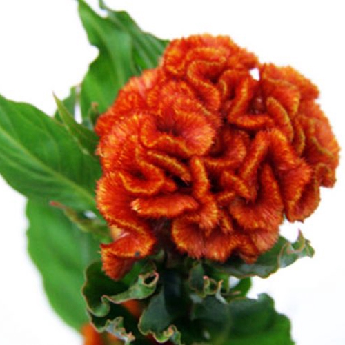 CELOSIA CRISTATA ORANGE QUEEN 060 CM LARANJA