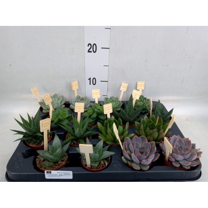 <h4>Succulents   ...mix 4</h4>