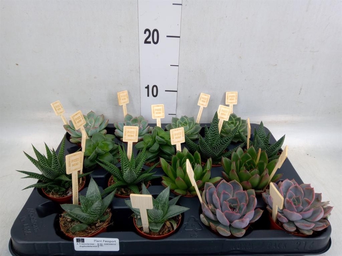 <h4>Succulents   ...mix 4</h4>