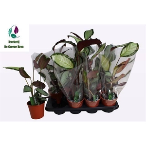 CALATHEA MIX P14