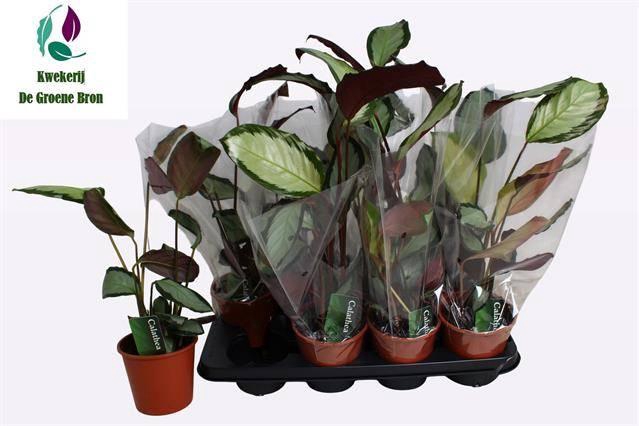 <h4>CALATHEA MIX P14</h4>