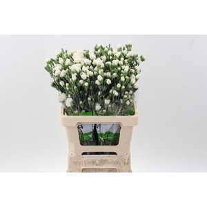 Di Tr Tarifa Wit X20