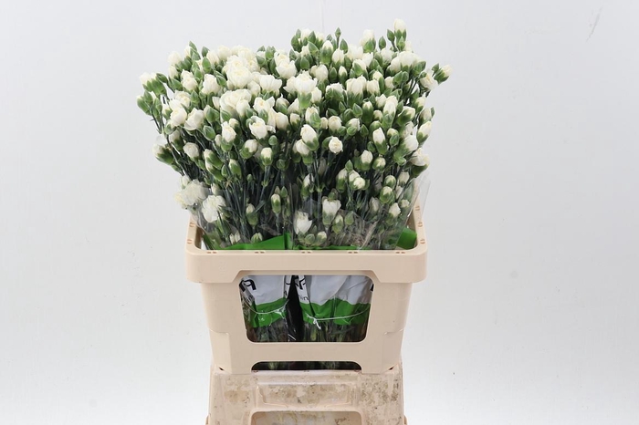 <h4>Di Tr Tarifa White X20</h4>