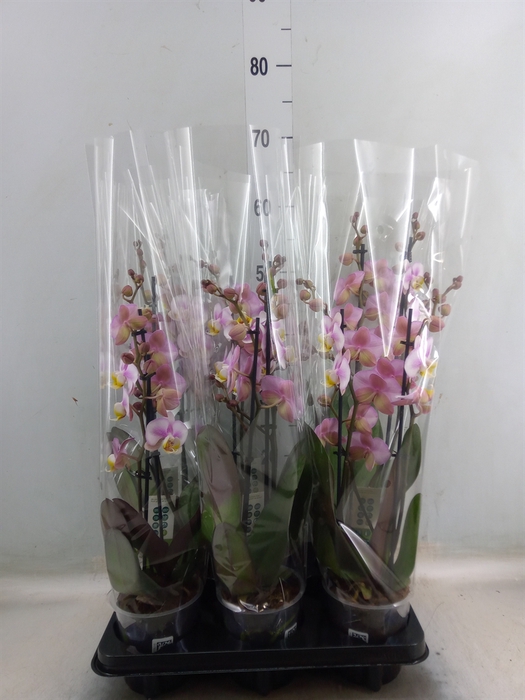 <h4>Phalaenopsis  'Corolla Beach'</h4>