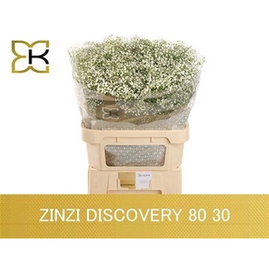 Gyps Pa Zi Discovery
