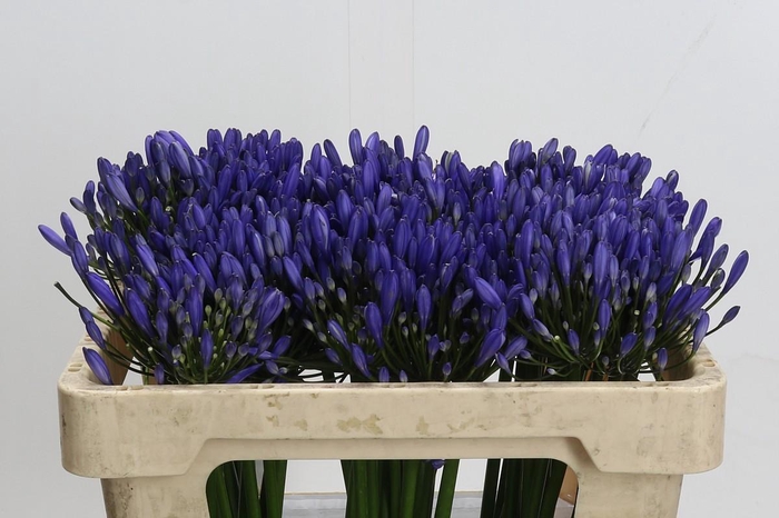 <h4>Agapanthus Uri</h4>