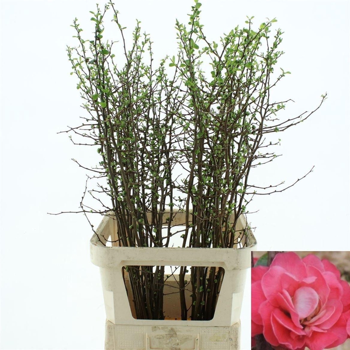 <h4>Chaenomeles Ov</h4>