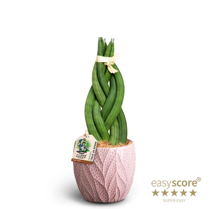 <h4>SANSEVIERIA CYLINDRICA p10 Leaf Rose Braid</h4>