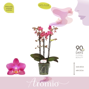 Aromio Floral 3 spike