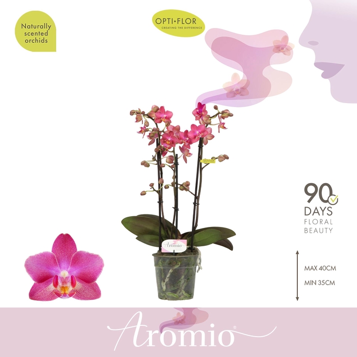 <h4>Aromio Floral 3 spike</h4>