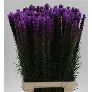 Liatris Spicata Flowertrade