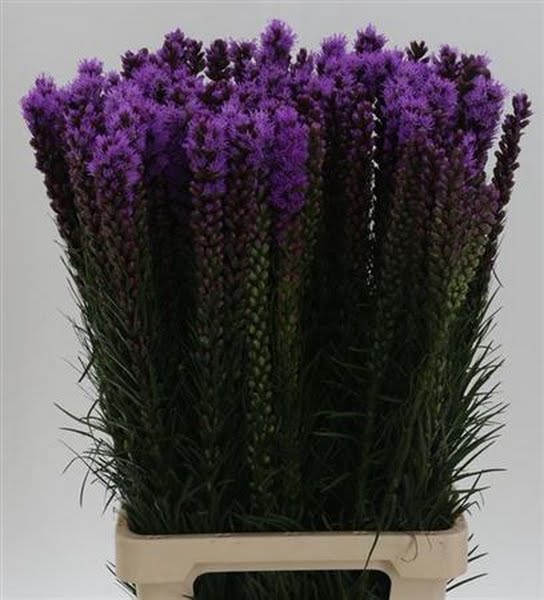 <h4>Liatris Spicata Flowertrade</h4>