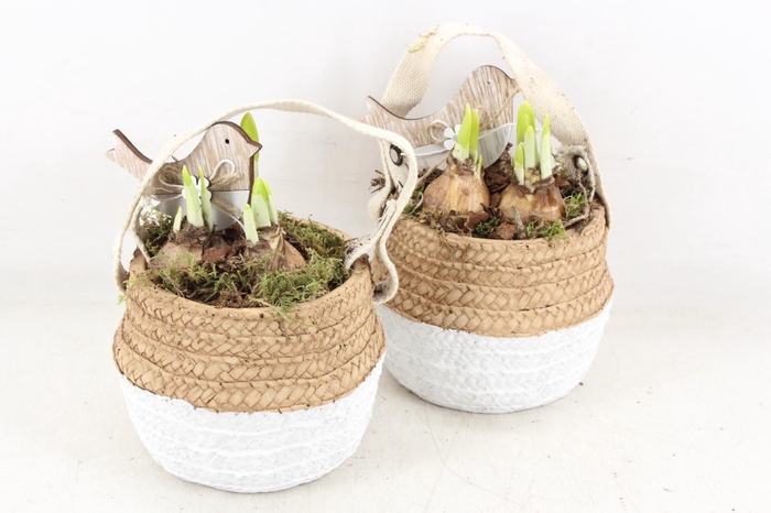 <h4>arr4 Narcis JS - Ker. duo mandje x6</h4>