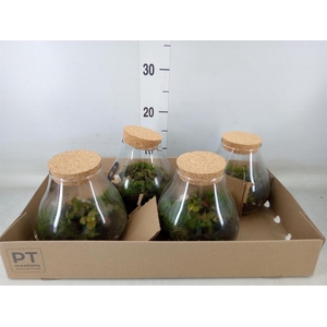 Arr.   Kamerplant Groen L%