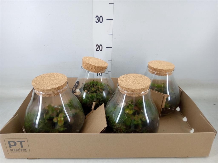 <h4>Arr.   Kamerplant Groen L%</h4>