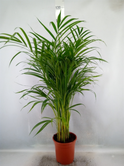 <h4>Dypsis lutescens   ...Chrysalidoca</h4>