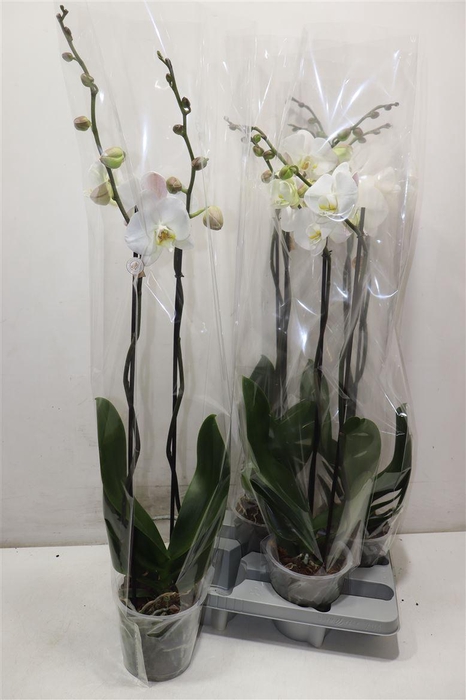 <h4>Phal Ov Wit</h4>