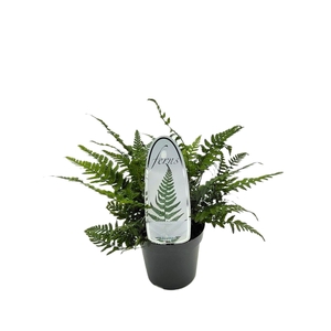 Polystichum tsus-simense