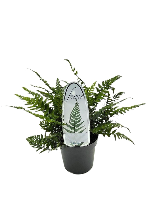 <h4>Polystichum tsus-simense</h4>
