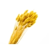Phalaris Yellow