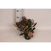 Skimmia jap. 'Rubella' 4/6 bloem