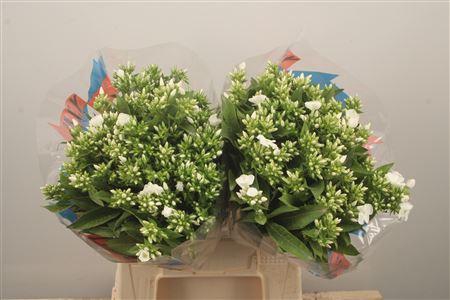<h4>Phlox Whitecap</h4>