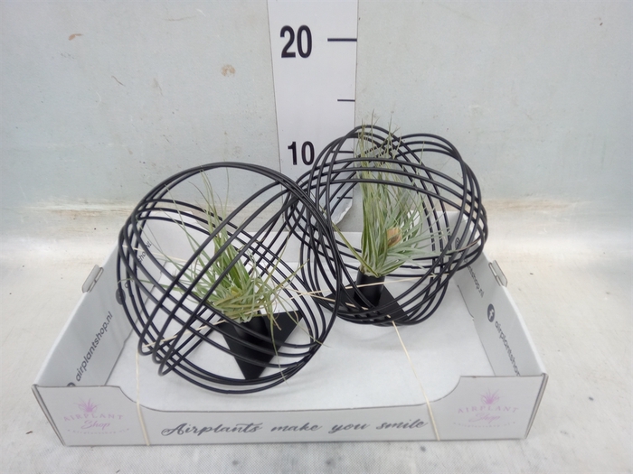 <h4>Tillandsia</h4>