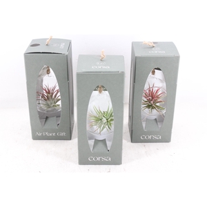 arr3 CP - Mini hangbol gift box x6