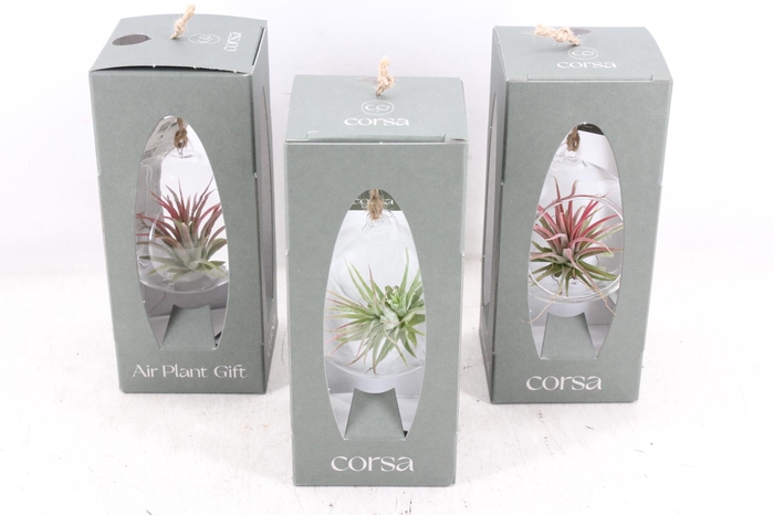 <h4>arr3 CP - Mini hangbol gift box x6</h4>