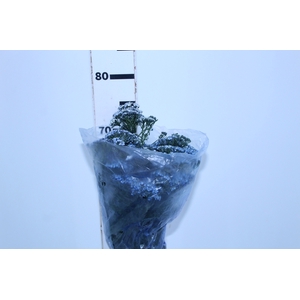 ACHILLEA MILLEFOLIUM AZUL TINTURADA 070 CM