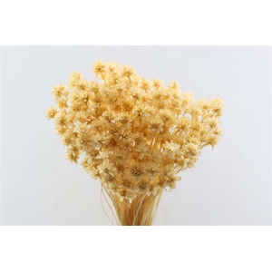 Pres Hill Flower Creme Bunch
