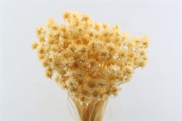<h4>Pres Hill Flower Creme Bunch</h4>