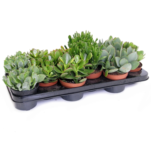 <h4>Crassula mix 10,5 cm</h4>