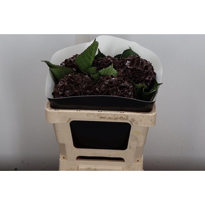 Wax Hydrangea Hydr Wax Oceana