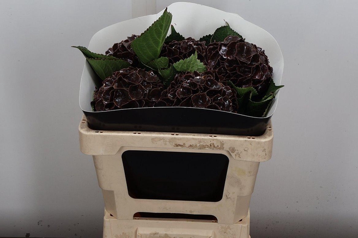 <h4>Wax Hydrangea Hydr Wax Oceana</h4>
