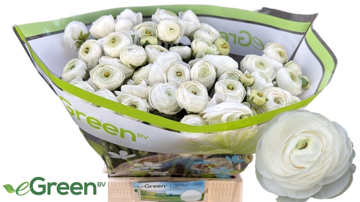 <h4>RAN AM WHITE</h4>