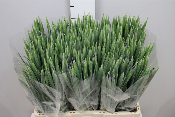 <h4>Iris Blue Magic</h4>