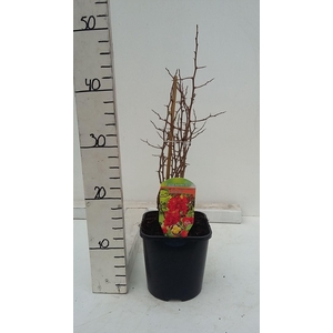 Chaenomeles japonica 'Sargentii'