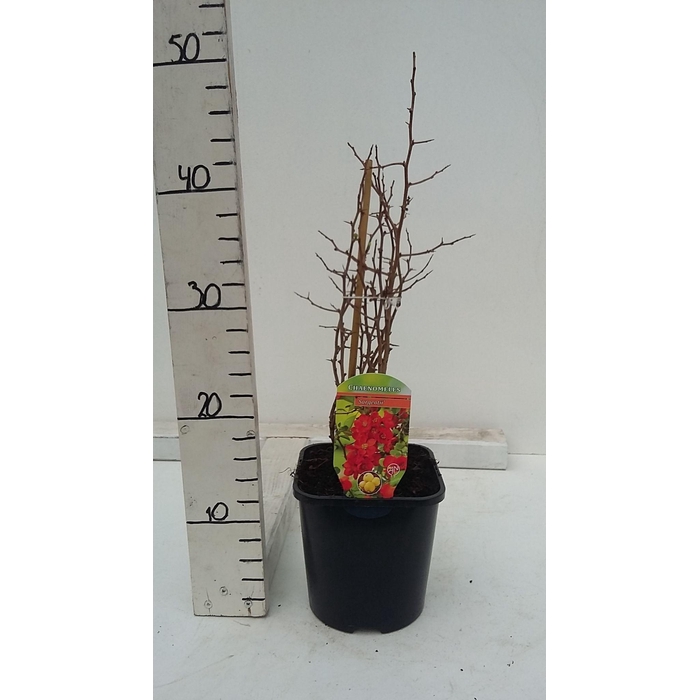 <h4>Chaenomeles japonica 'Sargentii'</h4>