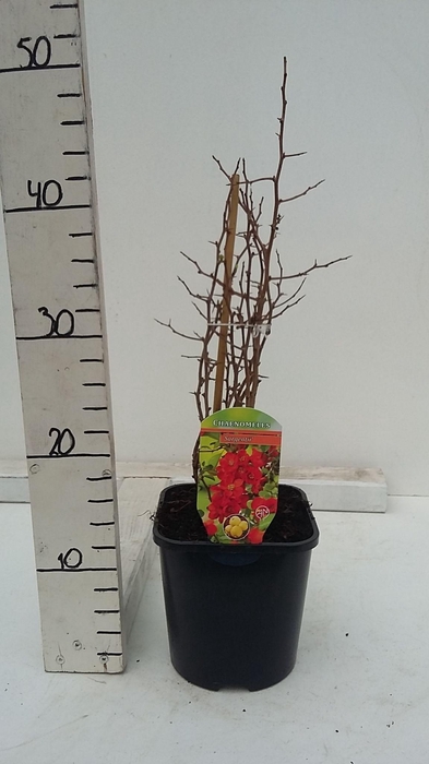 Chaenomeles japonica 'Sargentii'