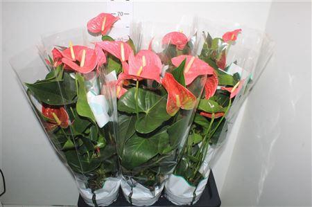 <h4>Anthu An Maine 4-5+</h4>