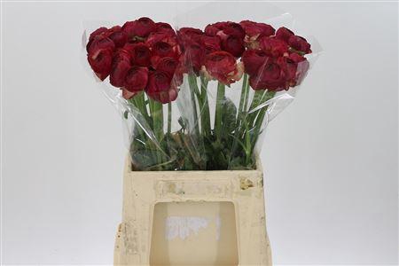 <h4>Ran Su Real Brownie</h4>