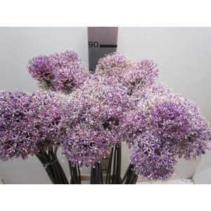 Allium Mount Milka